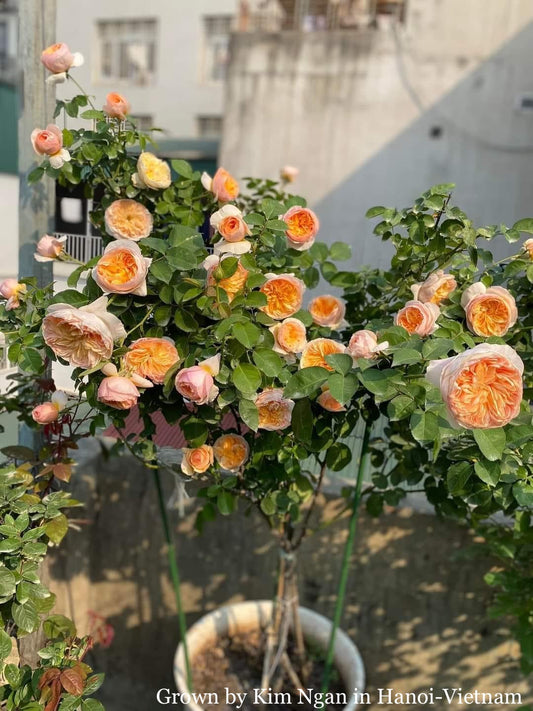 Introducing Juliet: The Epitome of Opulence Among Roses