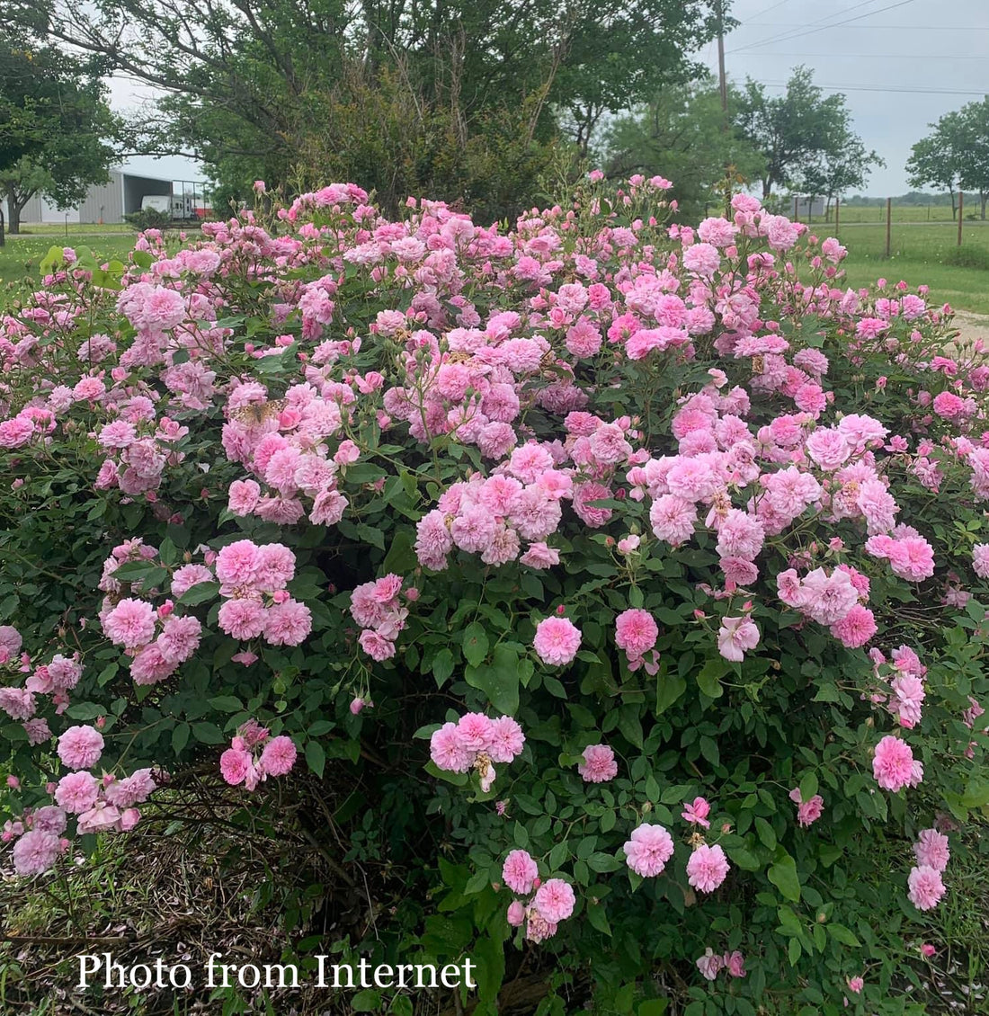 Caldwell Pink with the special characters that make you a big surprised!