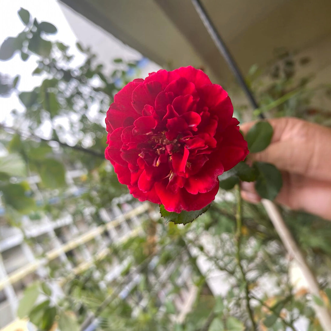 Don Juan – The Casanova of the Climbing Roses