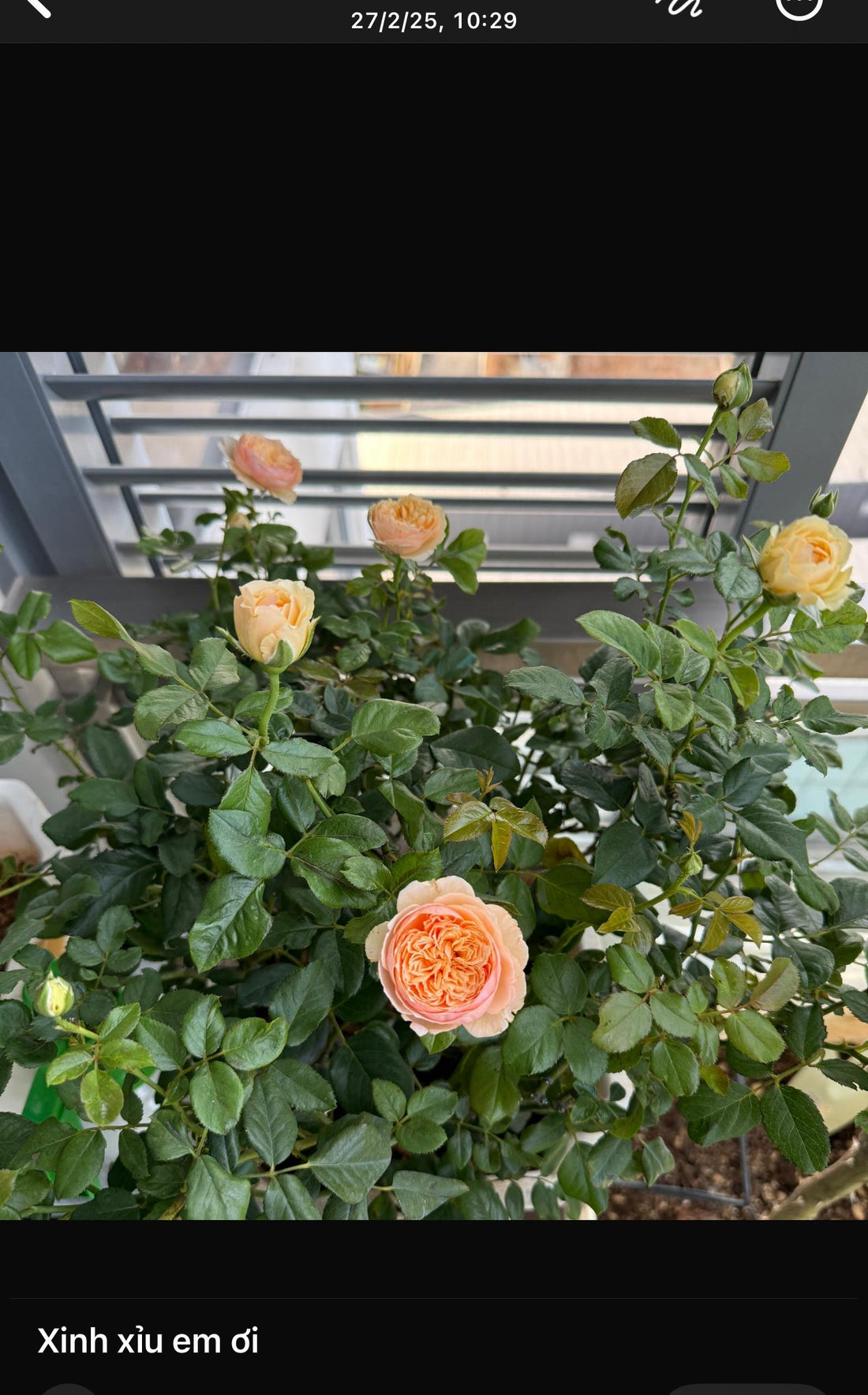 Another Happy Customer With Our Roses!