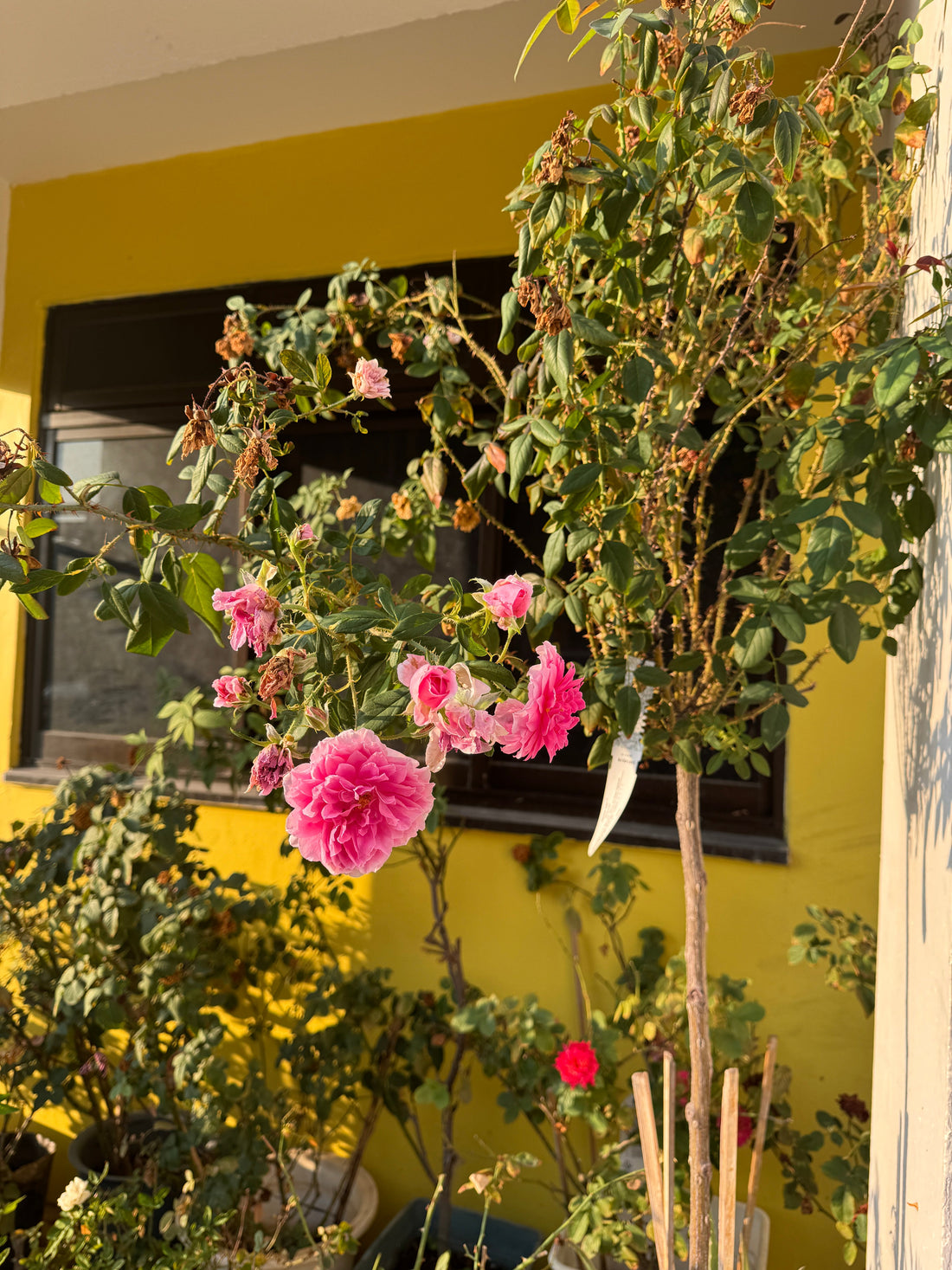 In the Land of Eternal Summer, Roses Bloom by Love