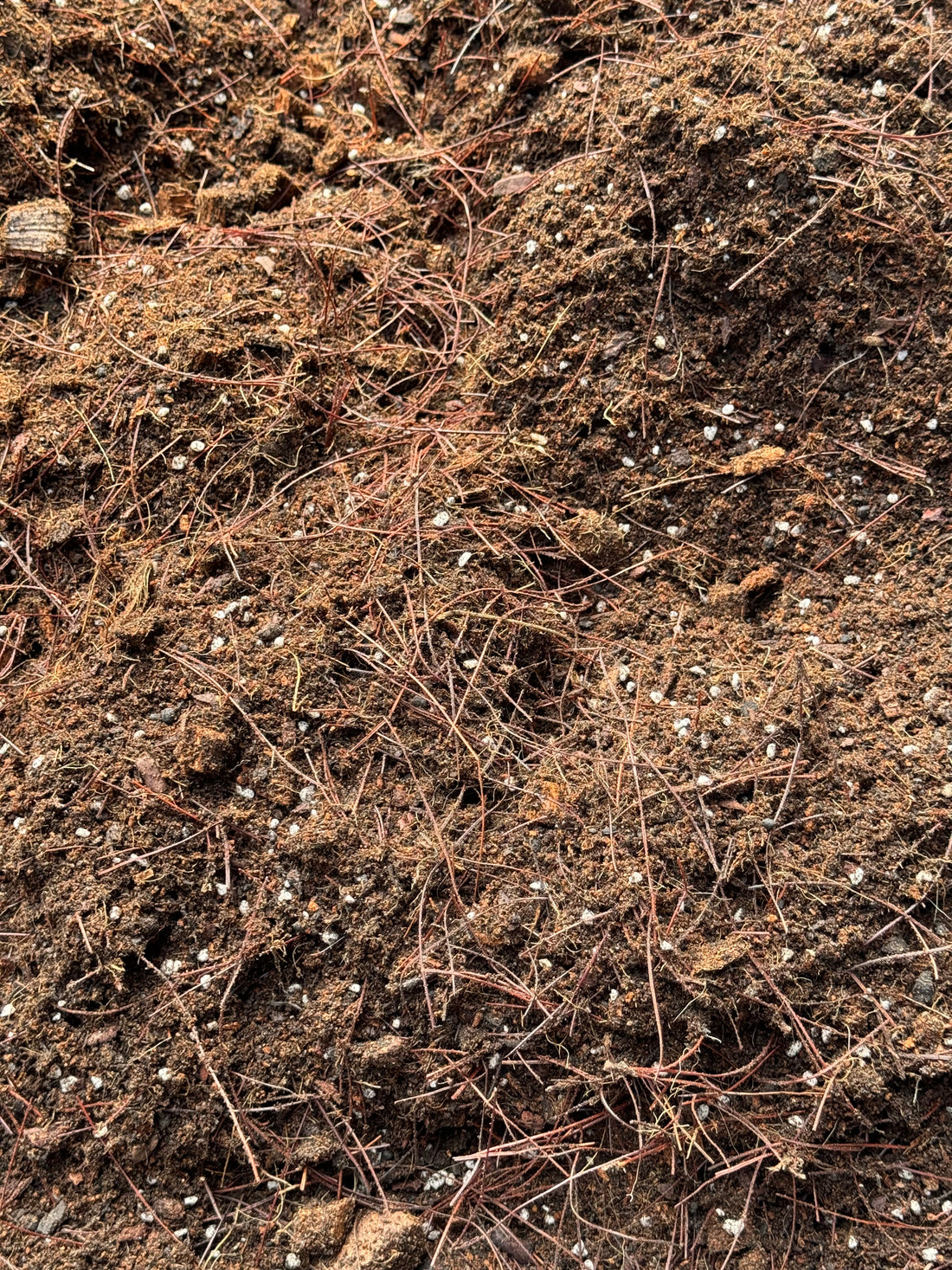 Beyond The Roots: The Art of Growing Roses in Containers in Tropical Climates