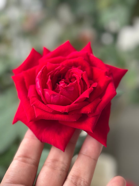 Botero – The Drama Queen of the Rose World