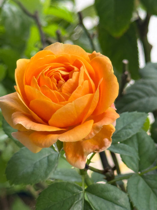 The Secret Life of a Full-Time Mami & Part-Time Rosarian