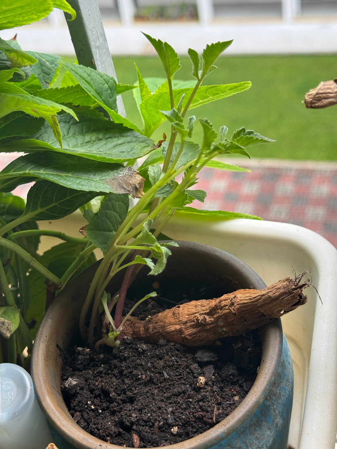 Growing Dahlias in Singapore: My Journey