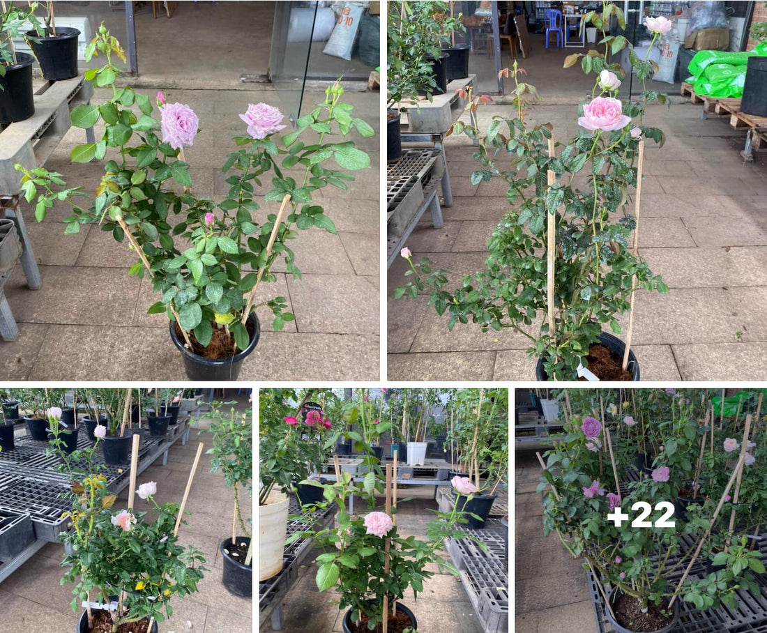 "Enhance Your Garden with Exclusive Roses from Japan and the UK ( David Austin Roses)