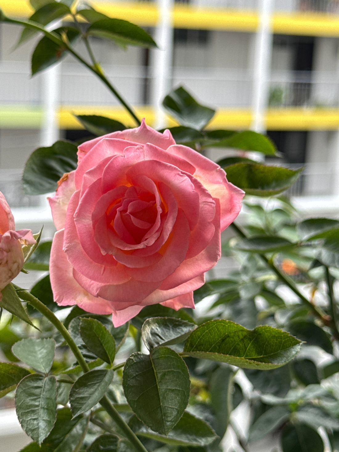 Princess De Monaco – A Graceful Beauty in Bloom