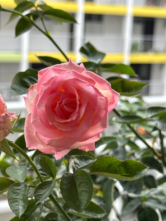 Princess De Monaco – A Graceful Beauty in Bloom