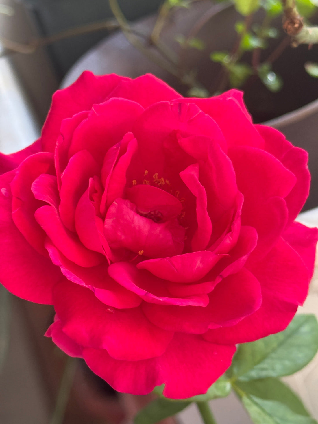 The Rose of a Genius: Johann Wolfgang von Goethe