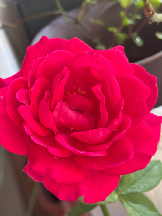 The Rose of a Genius: Johann Wolfgang von Goethe