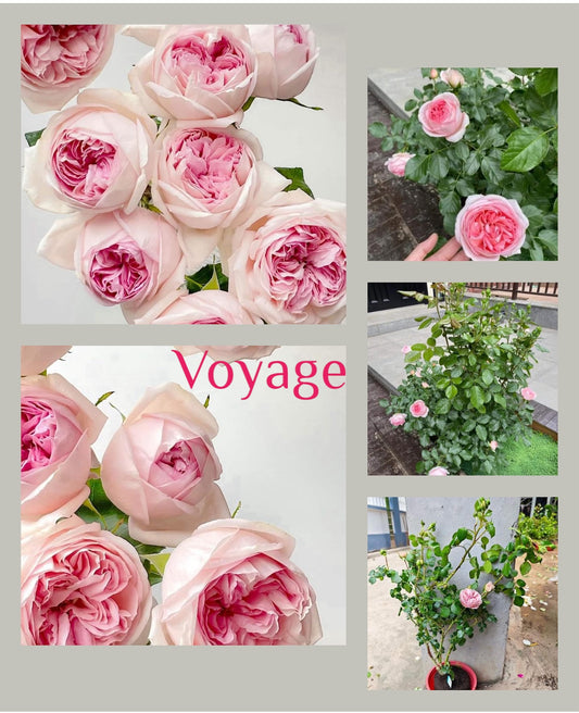 Introducing new rose IDs ( Part 1)