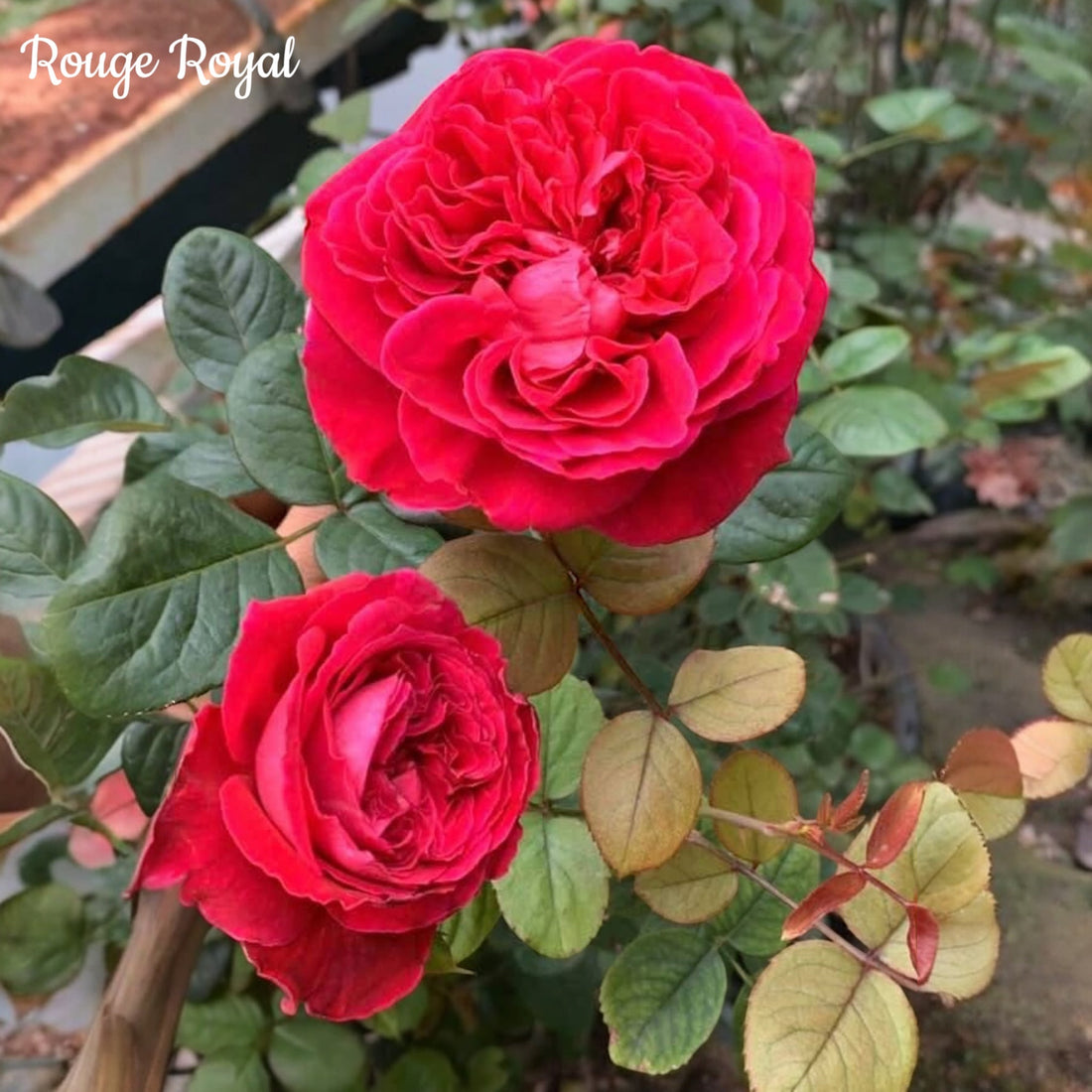 Rouge Royal (a.k.a. Father’s Love) – The Rose with a Royal Heart and a Dad Joke Soul