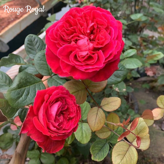 Rouge Royal (a.k.a. Father’s Love) – The Rose with a Royal Heart and a Dad Joke Soul
