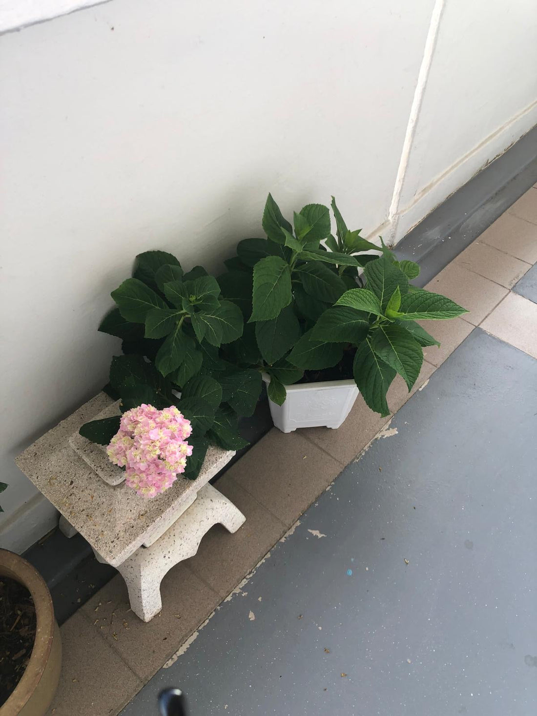 Tropical Hydrangeas- A Good Feedback From a Special Customer- Friend of my Adopted Mom