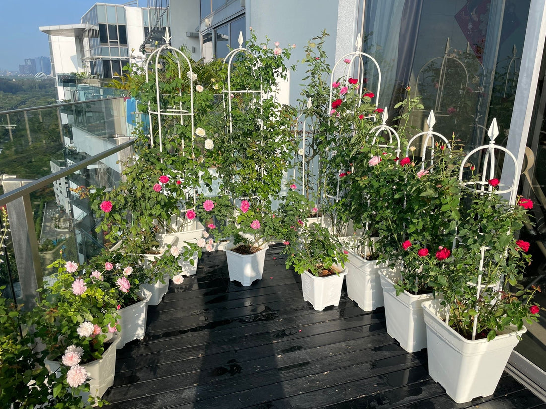 A rose pot isn’t just a plant – it’s a living piece of art