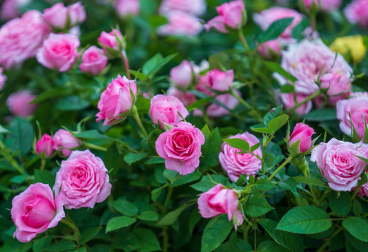 Tips for Successfully Growing an Air-Layering Rooted Rose Plant