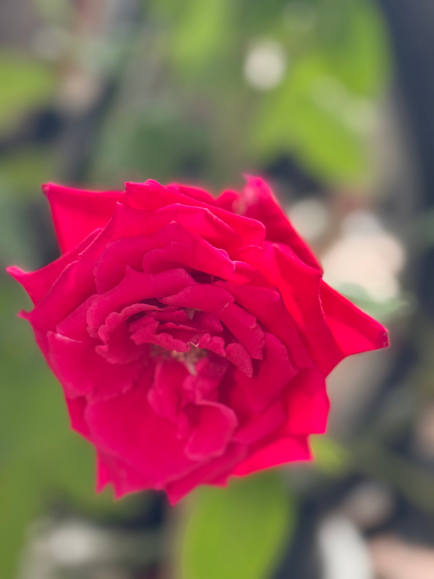 Red Bird