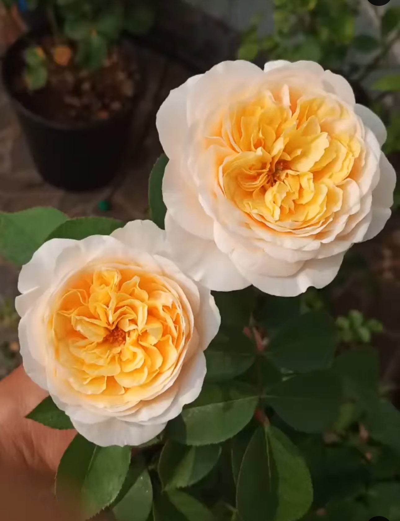 Combo AB Soluble Fertiliser Mini Roses