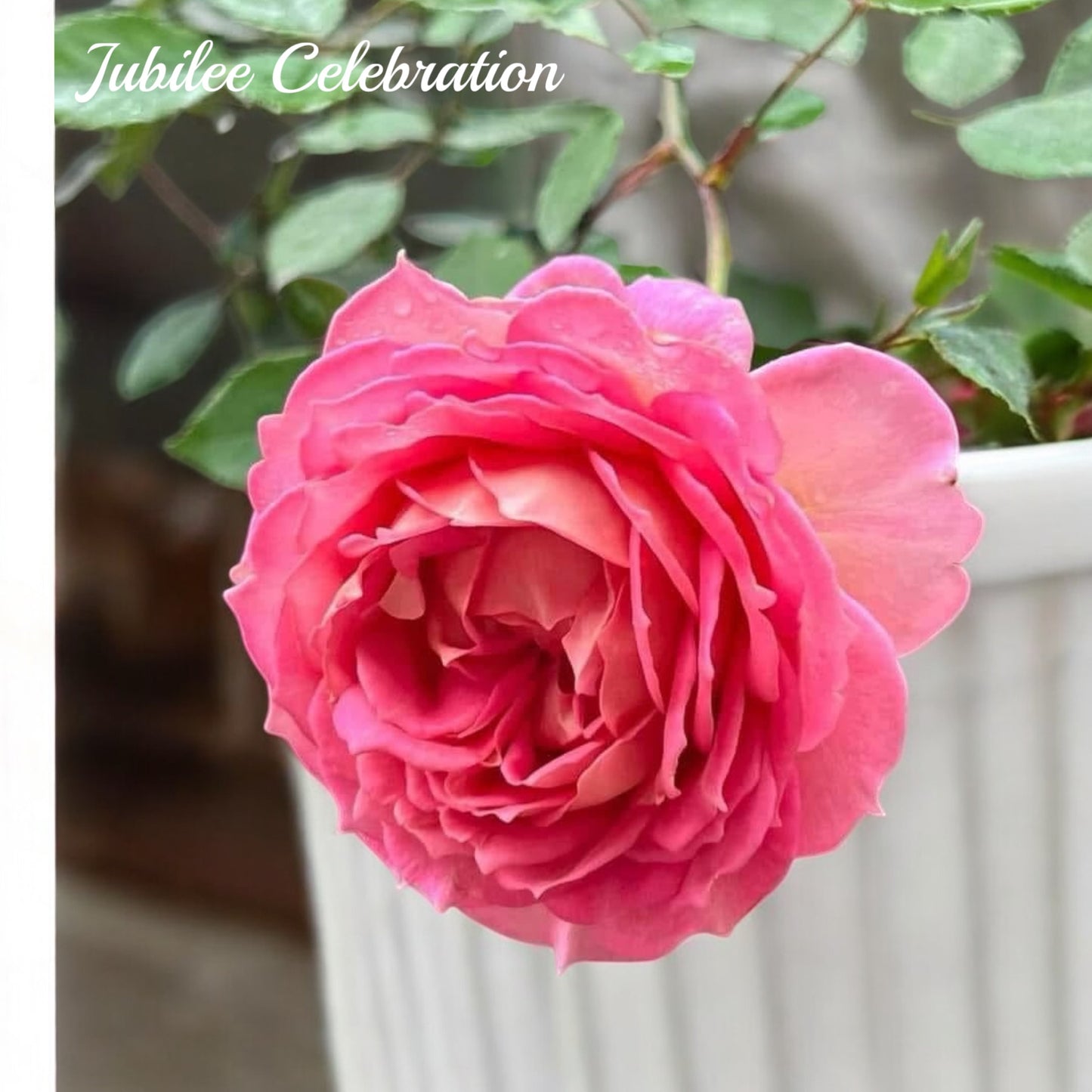 Jubilee Celebration