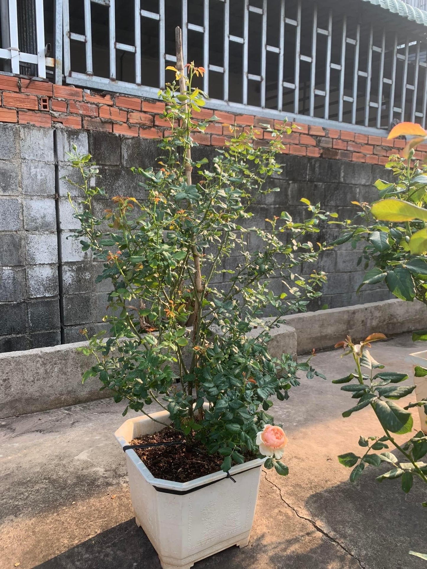 Masora- Potted Rose Plant ( Extra Medium Size)