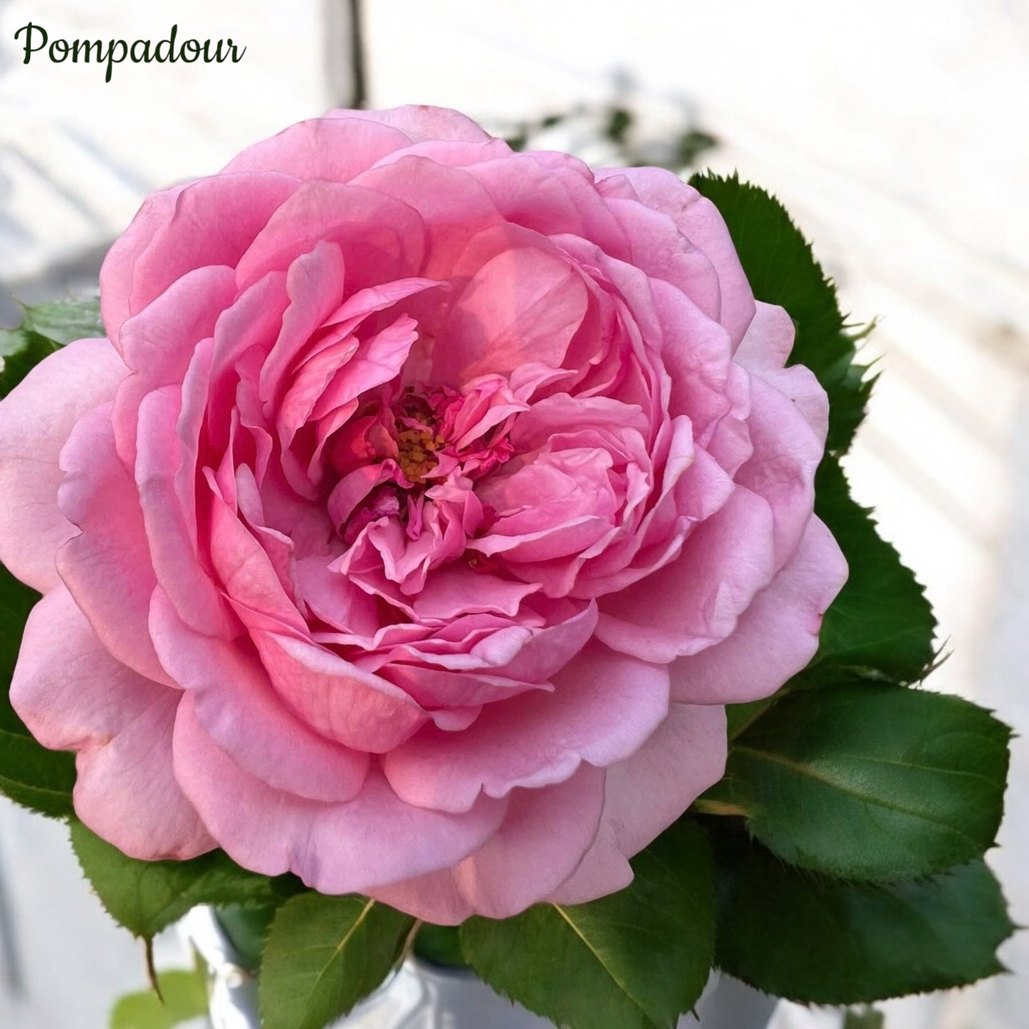 Pompadour