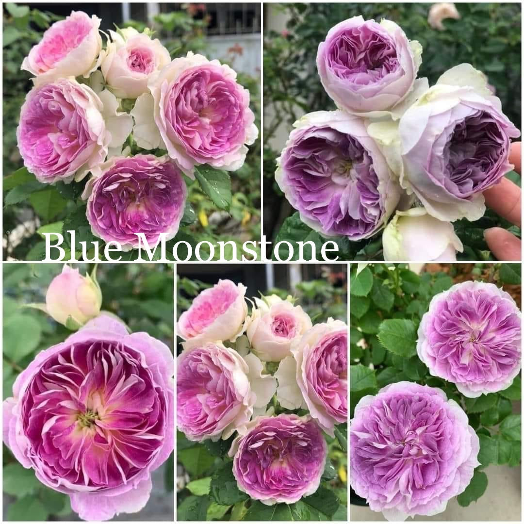 Blue Moonstone