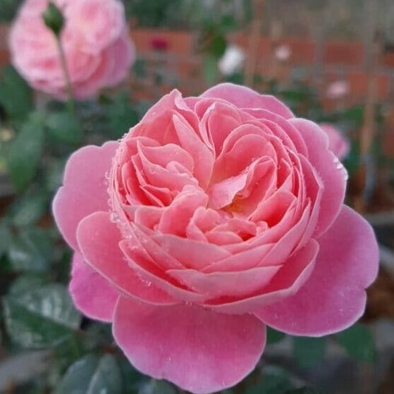Dream Light- Own Root Rose Plant