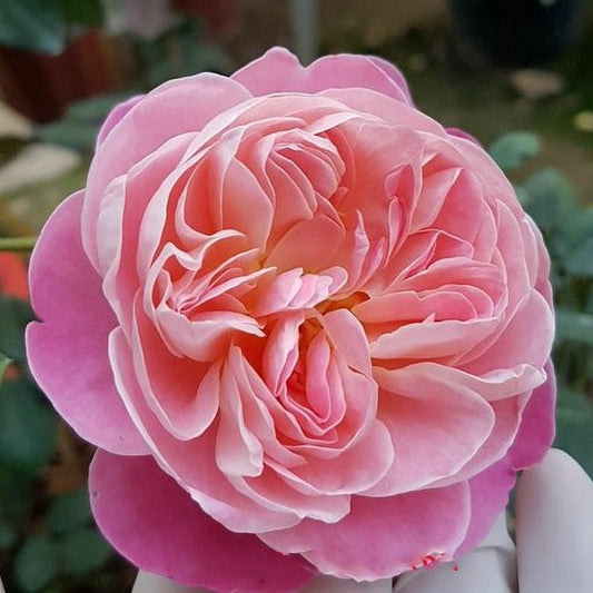 Dream Light- Own Root Rose Plant