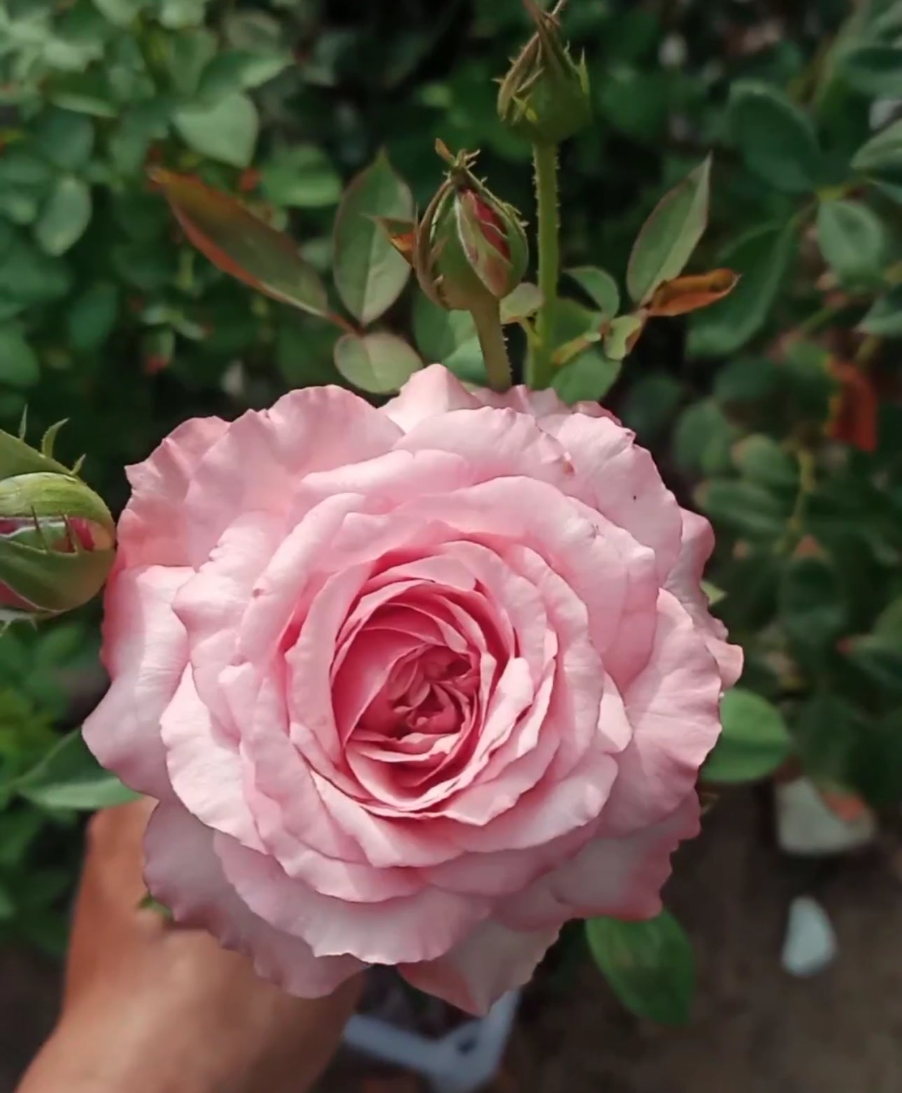Combo AB Soluble Fertiliser Mini Roses