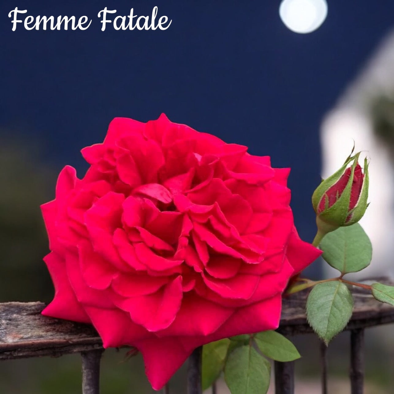 Femme Fatale ( Giant Rose Plant)