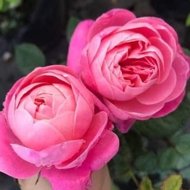 Dream Light- Own Root Rose Plant