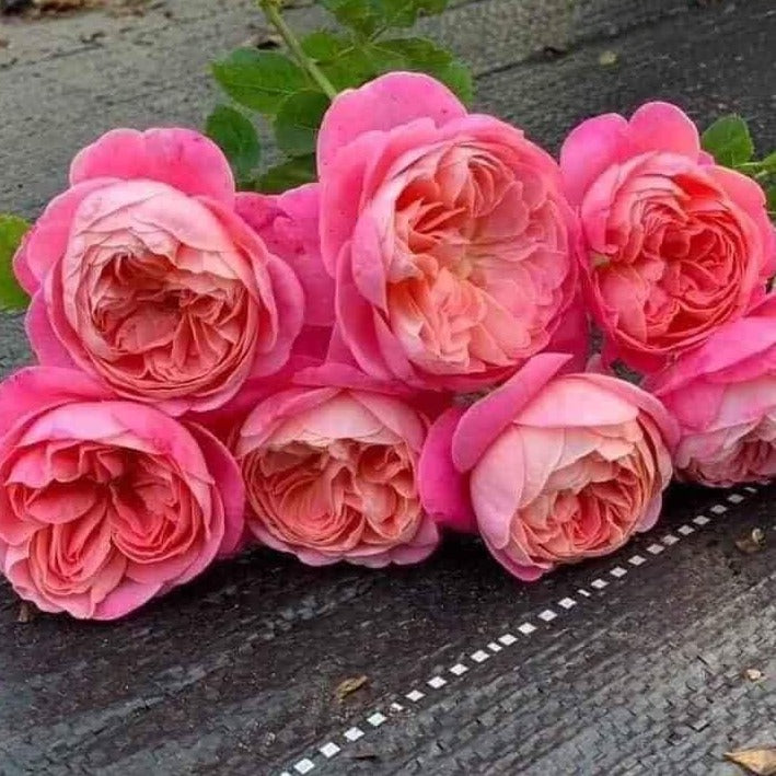 Dream Light- Own Root Rose Plant