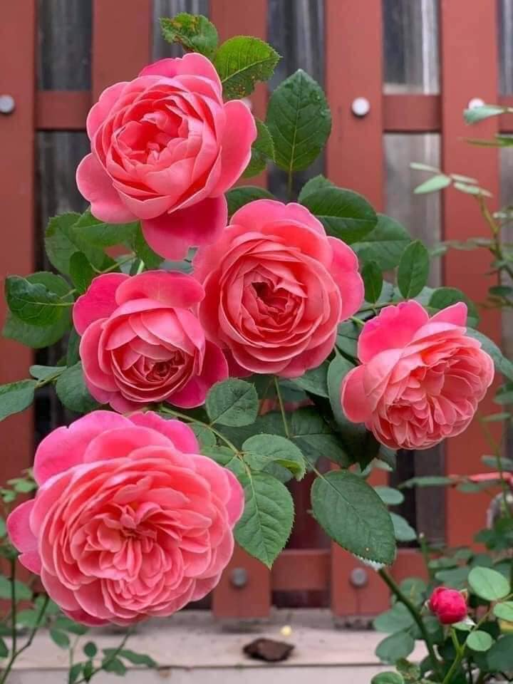 Dream Light- Own Root Rose Plant