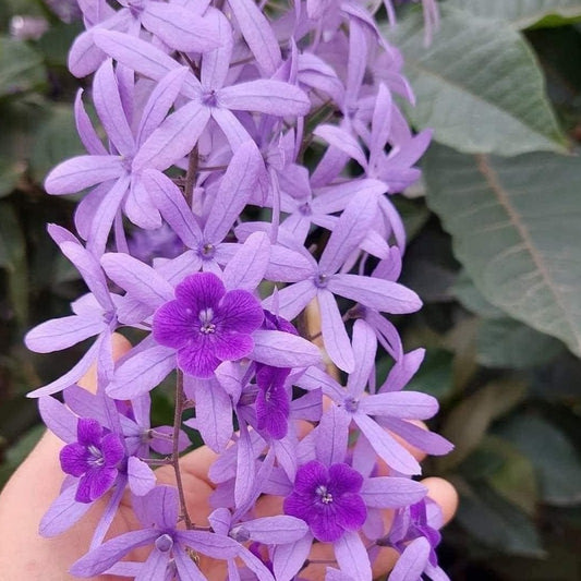 Sandpaper Vine: Nature's Color-Changing Marvel