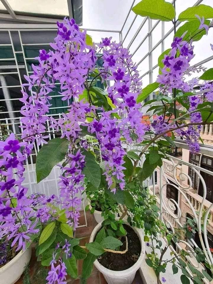 Sandpaper Vine: Nature's Color-Changing Marvel