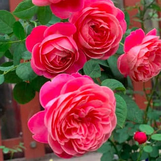 Dream Light- Own Root Rose Plant