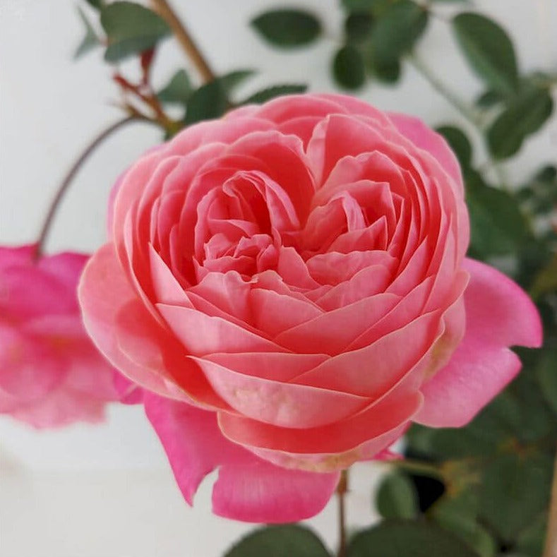 Dream Light- Own Root Rose Plant