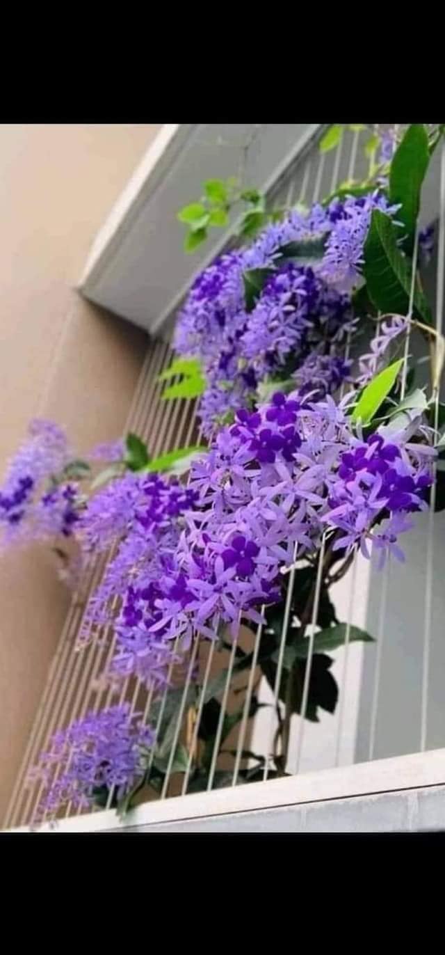 Sandpaper Vine: Nature's Color-Changing Marvel