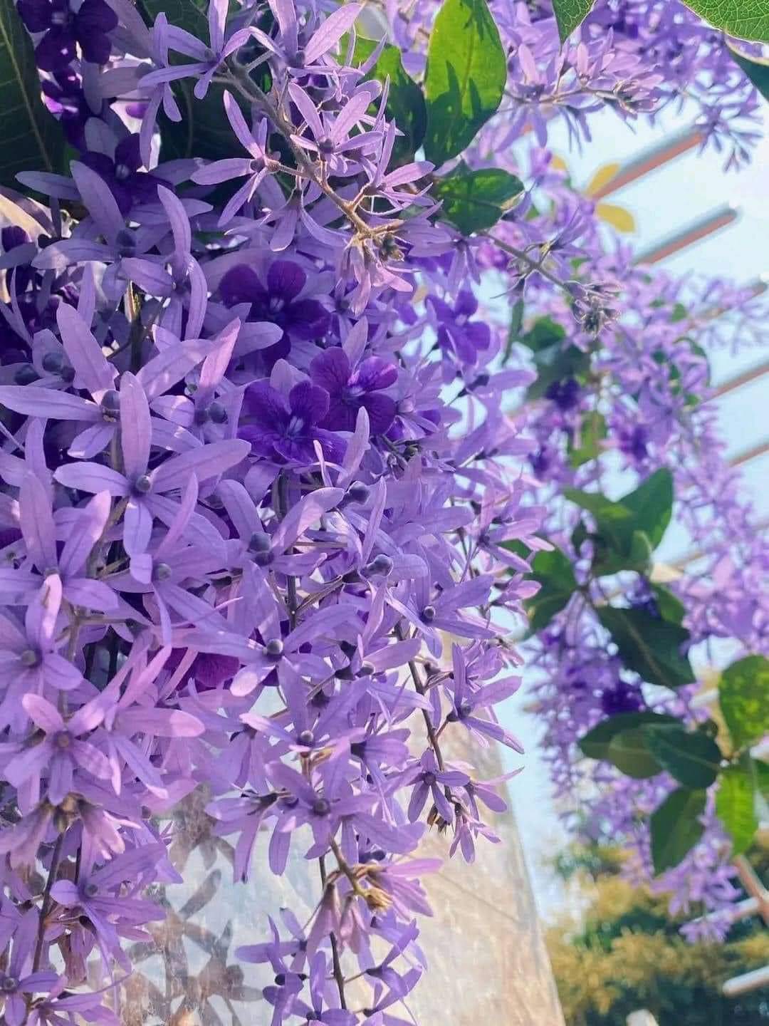 Sandpaper Vine: Nature's Color-Changing Marvel