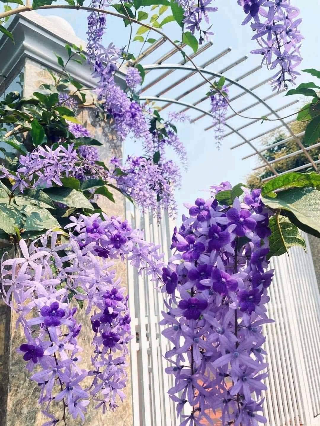 Sandpaper Vine: Nature's Color-Changing Marvel