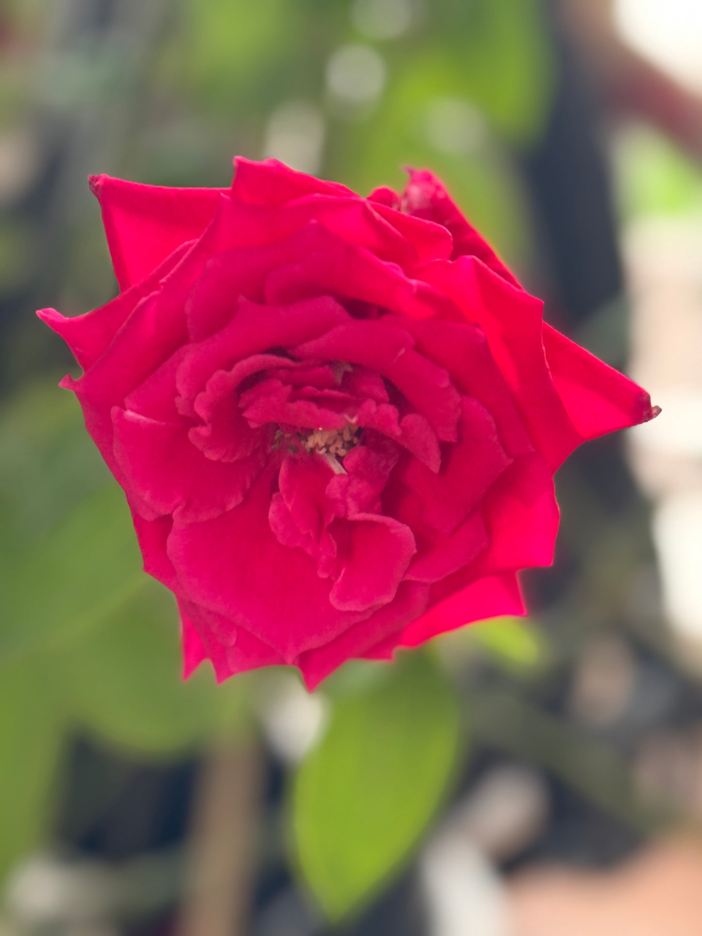 Red Bird