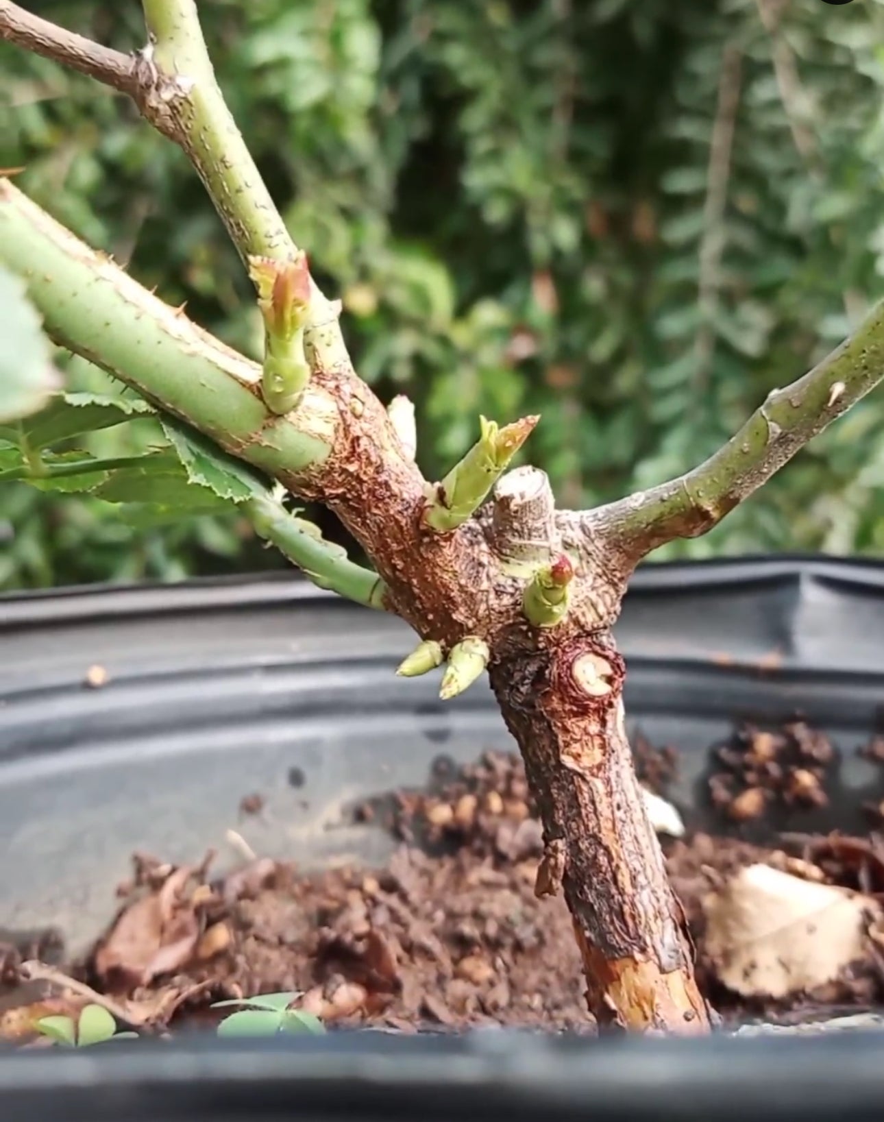 Combo AB Soluble Fertiliser Mini Roses