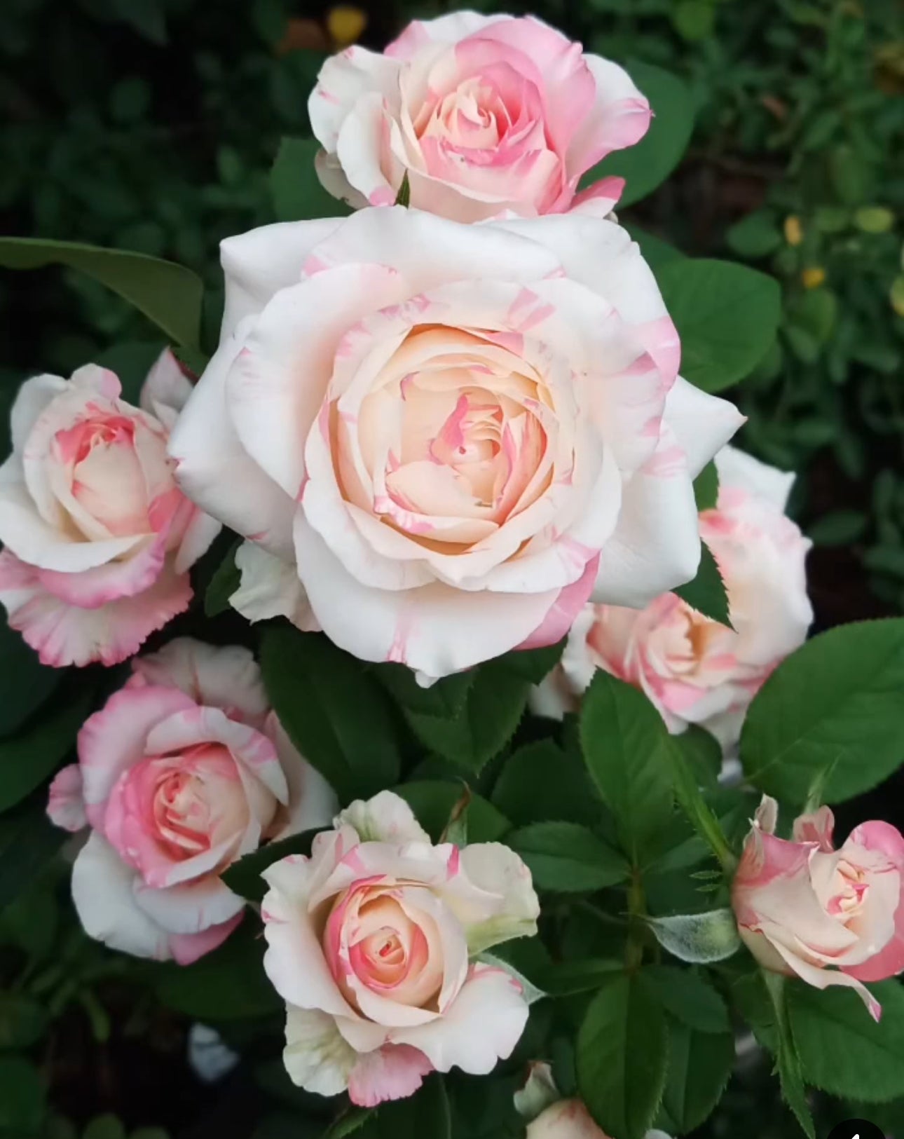 Combo AB Soluble Fertiliser Mini Roses