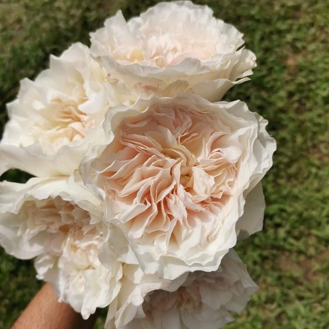 Eugenie
