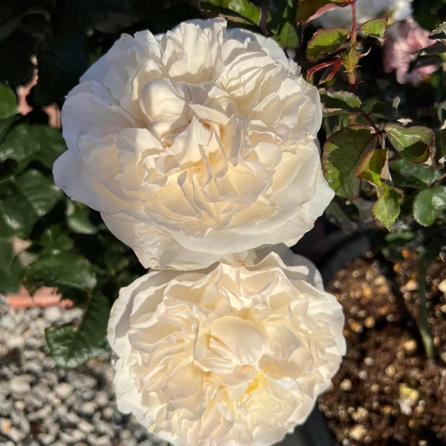 Eugenie