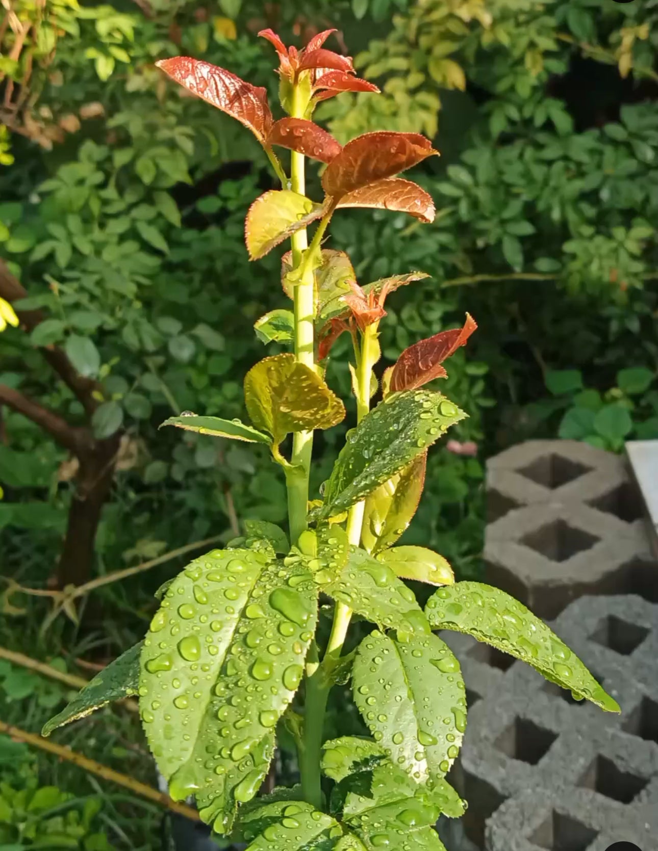 Combo AB Soluble Fertiliser Mini Roses
