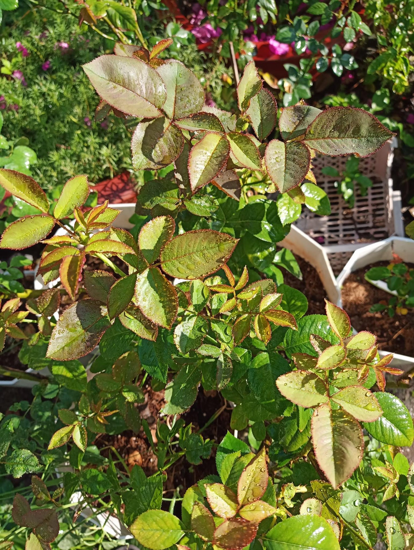 Combo AB Soluble Fertiliser Mini Roses
