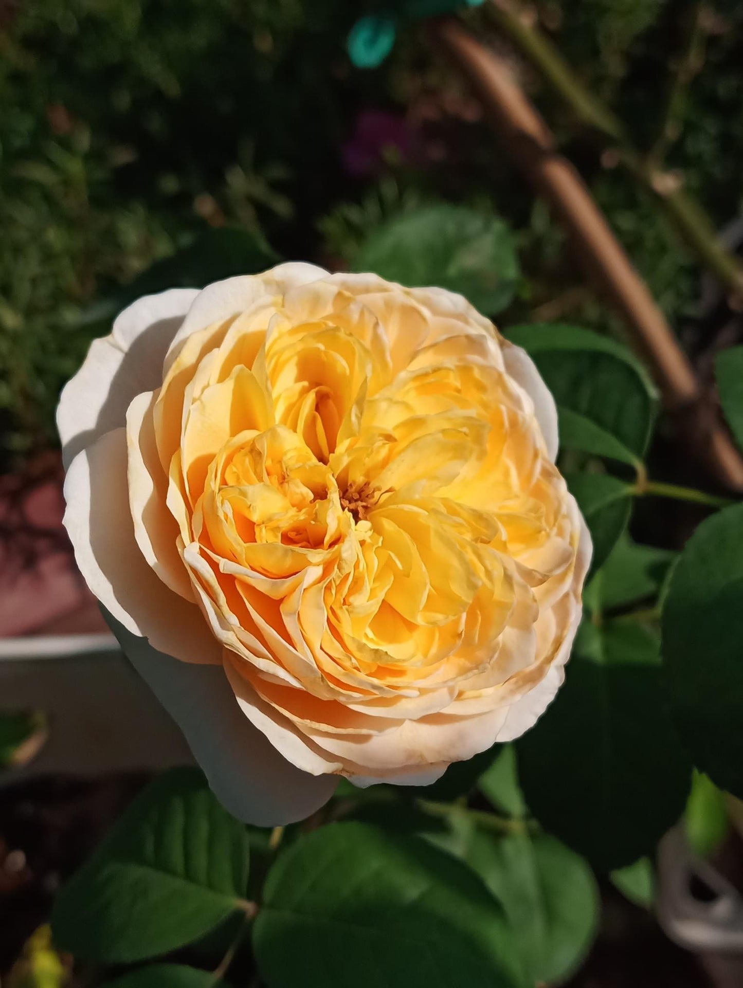 Combo AB Soluble Fertiliser Mini Roses
