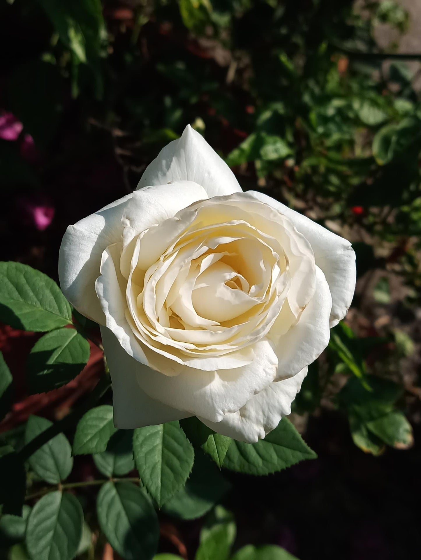 Combo AB Soluble Fertiliser Mini Roses