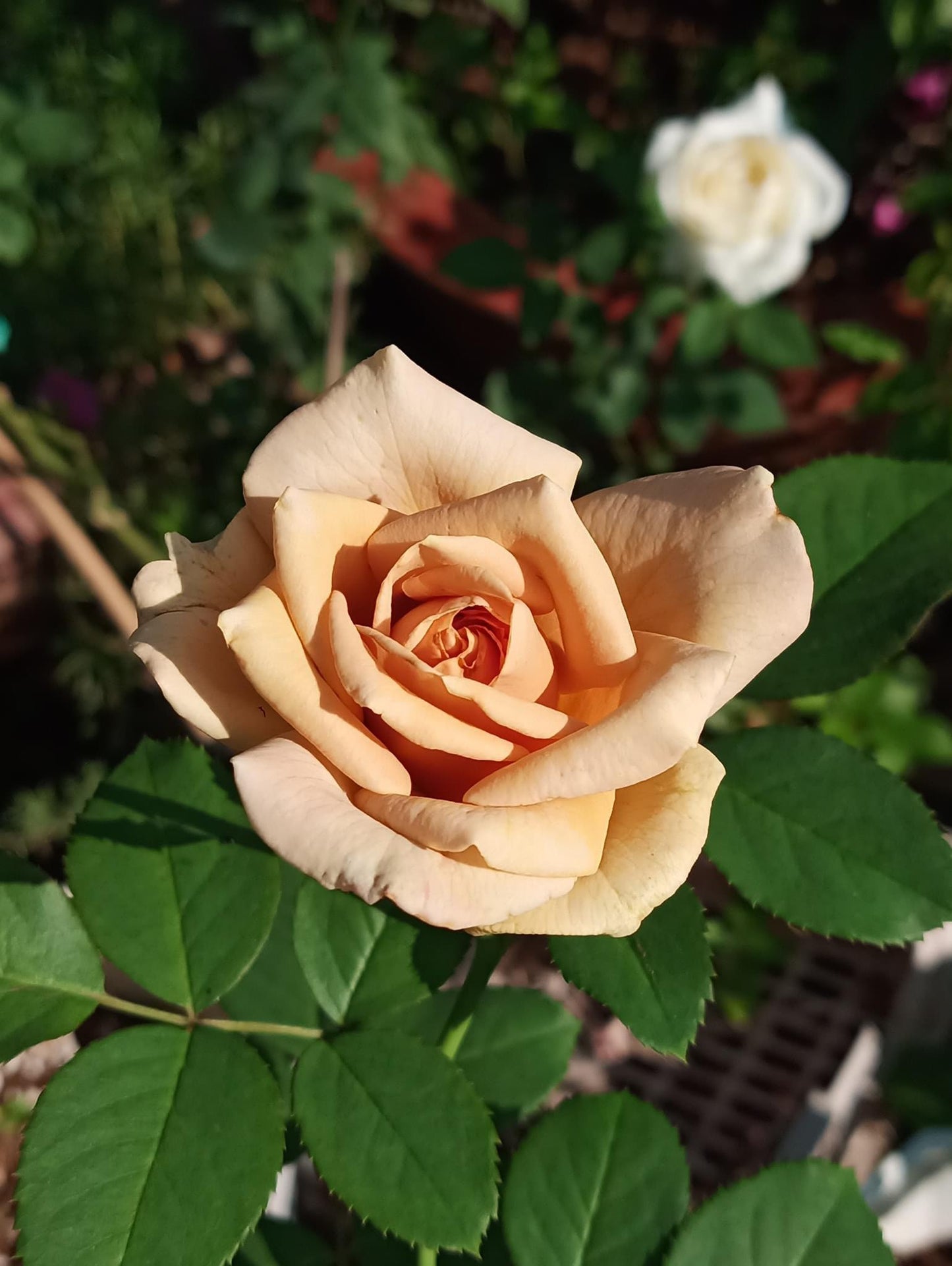 Combo AB Soluble Fertiliser Mini Roses